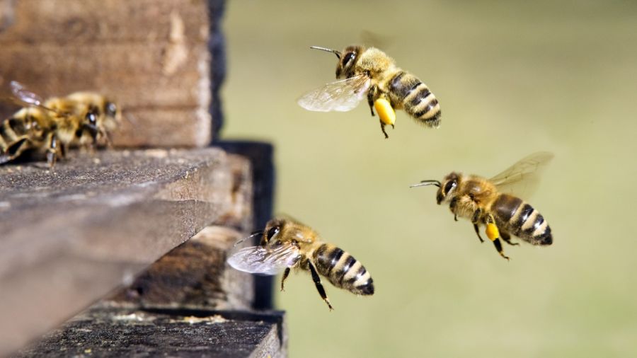 Bee removal by Giovanni Elite Services Inc