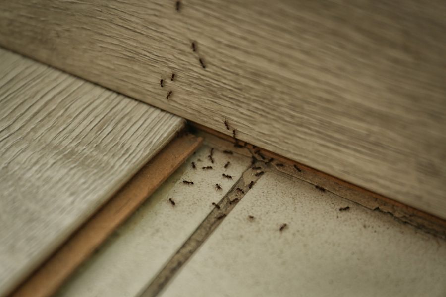 Carpenter ant extermination by Giovanni Elite Services Inc