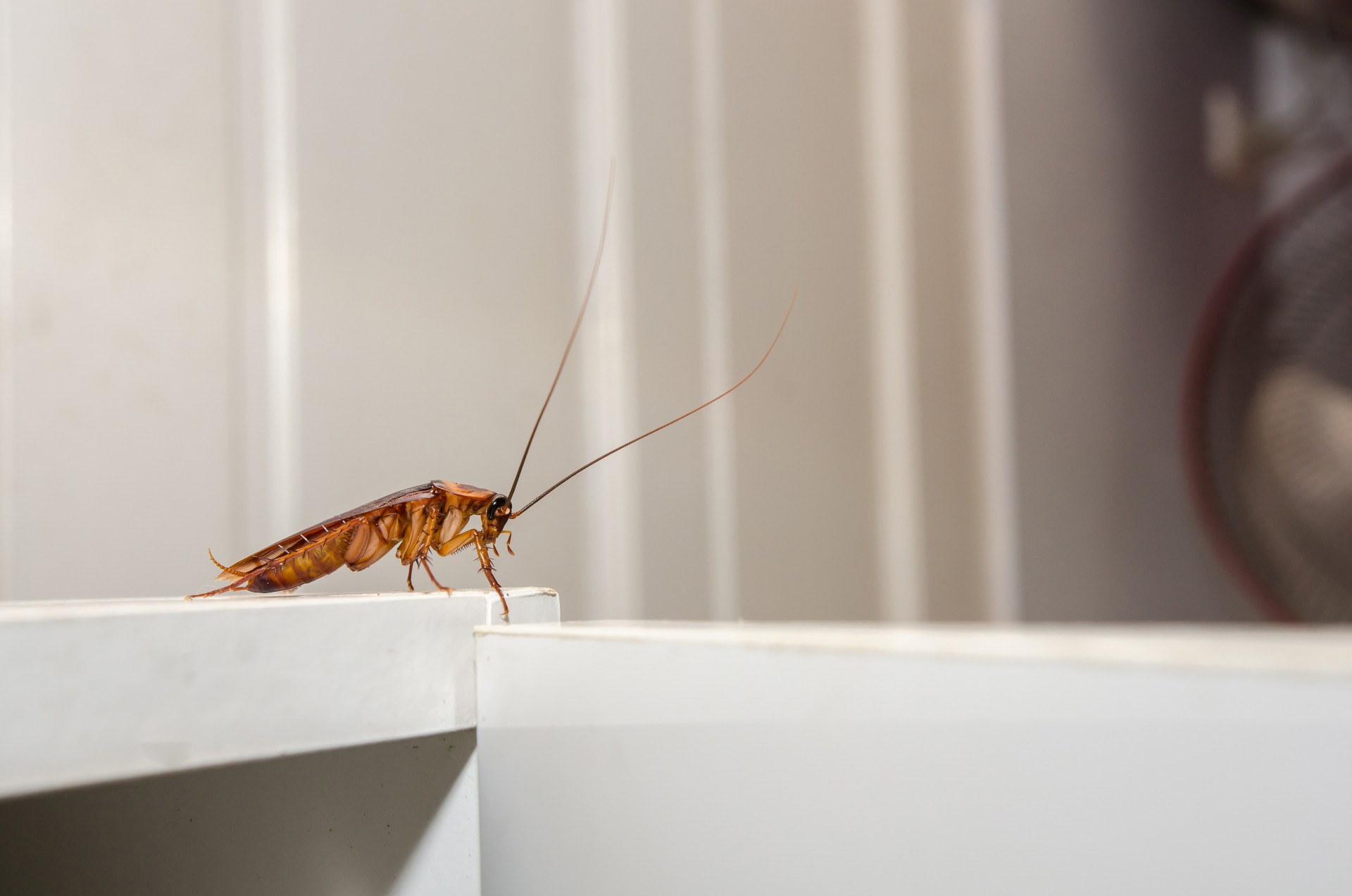 Cockroach Extermination by Giovanni Elite Services Inc