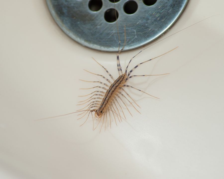 Centipede and millipede control by Giovanni Elite Services Inc