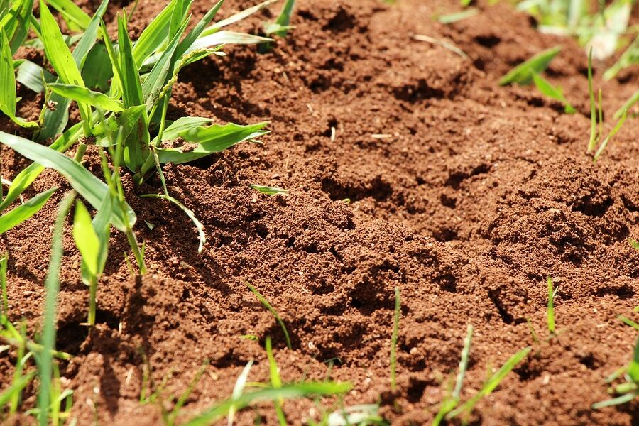 Fire Ant Extermination by Giovanni Elite Services Inc