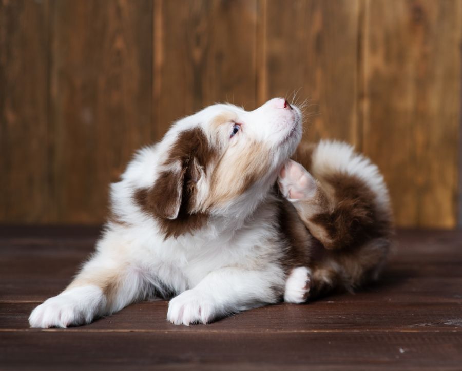 Flea Removal by Giovanni Elite Services Inc