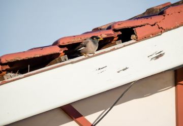 Bird Removal in Middleville