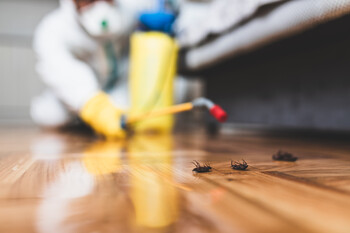 Cockroach Extermination in Swartswood, New Jersey by Giovanni Elite Services Inc