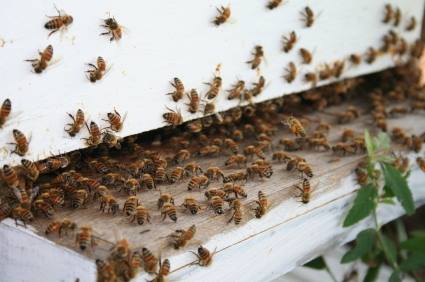 Bee removal by Giovanni Elite Services Inc