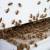 Middleville Bee Control by Giovanni Elite Services Inc