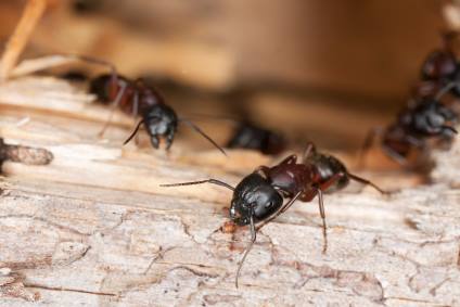 Carpenter ant extermination by Giovanni Elite Services Inc