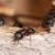 Middleville Ant Extermination by Giovanni Elite Services Inc