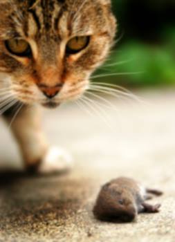 Rodent control by Giovanni Elite Services Inc