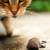 Middleville Mice & Rat Control by Giovanni Elite Services Inc