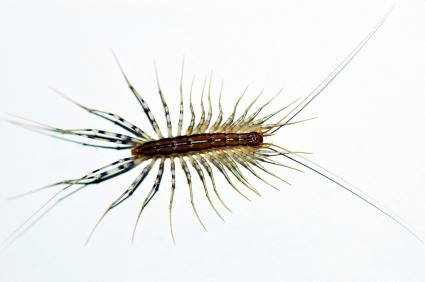 Centipede and millipede control by Giovanni Elite Services Inc