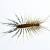 Middleville Centipedes & Millipedes by Giovanni Elite Services Inc