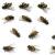 Middleville Pest Control by Giovanni Elite Services Inc