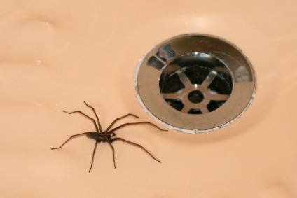Insect & spider control by Giovanni Elite Services Inc