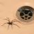 Middleville Insects & Spiders by Giovanni Elite Services Inc