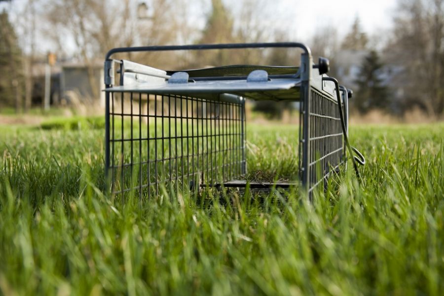 Rodent control by Giovanni Elite Services Inc