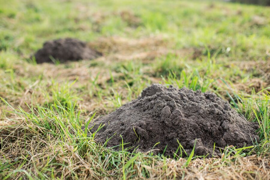 Mole Control by Giovanni Elite Services Inc