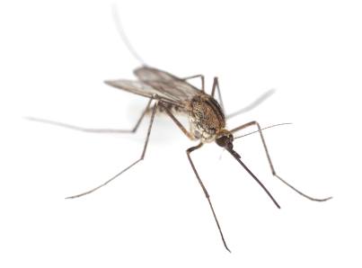 Mosquito & Tick Control by Giovanni Elite Services Inc
