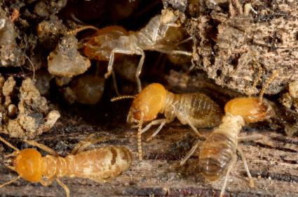 Termite control by Giovanni Elite Services Inc