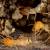 Middleville Termite Control by Giovanni Elite Services Inc