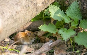 Middleville Vole Removal