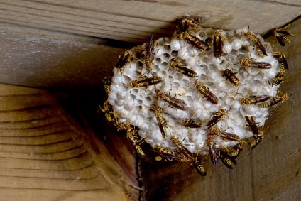 Hornet & Wasp control by Giovanni Elite Services Inc