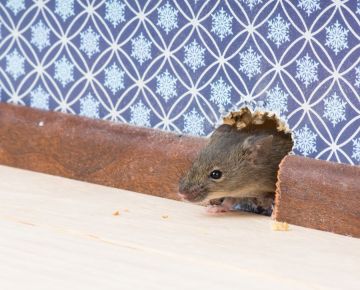Mice Extermination in Middleville by Giovanni Elite Services Inc