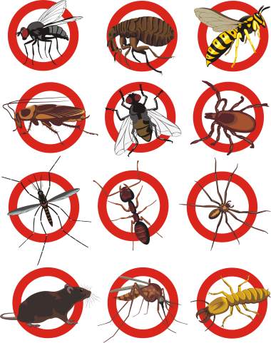 Pest control services by Giovanni Elite Services Inc