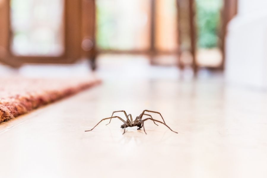 Insect & spider control by Giovanni Elite Services Inc