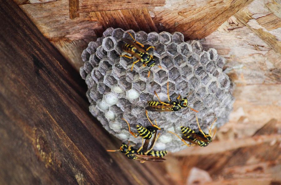 Hornet & Wasp control by Giovanni Elite Services Inc