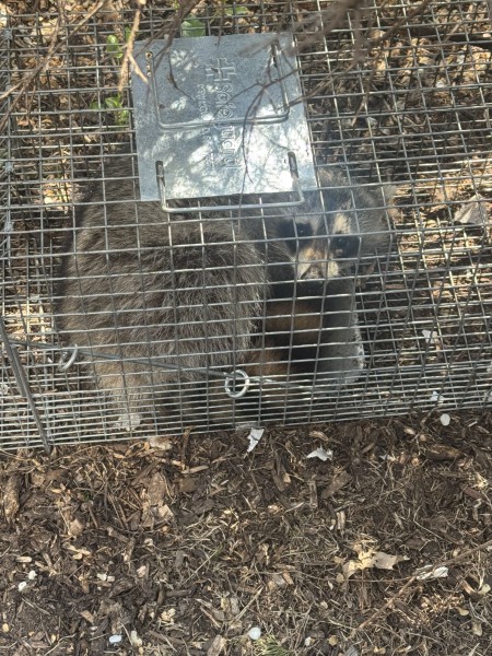 Raccoon Control in Harlem, NY (1)