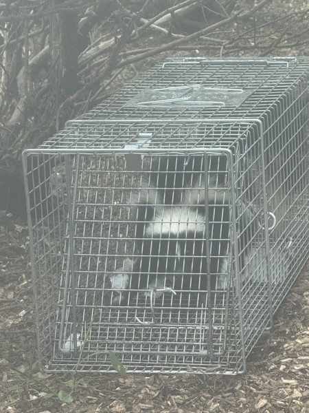 Skunk Removal in Newark, NJ (1)